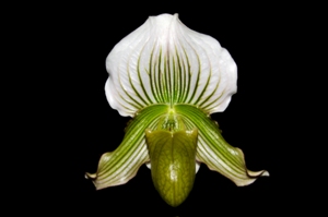 Paphiopedilum Hsinying Fairtron Tyrone AM/AOS 82 pts.